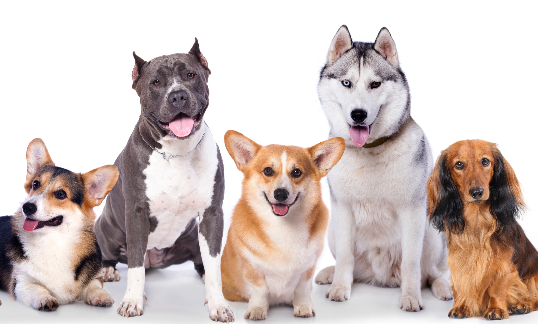 Přehřátí psa – jak ho rozeznat a jak pejskovi pomoct?